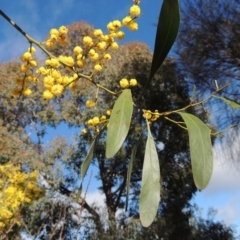 Acacia pycnantha (Golden Wattle) at Chisholm, ACT - 6 Sep 2017 by michaelb