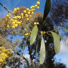 Acacia pycnantha (Golden Wattle) at Chisholm, ACT - 6 Sep 2017 by MichaelBedingfield