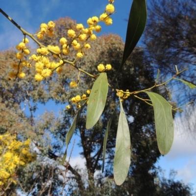 Acacia pycnantha (Golden Wattle) at Chisholm, ACT - 6 Sep 2017 by michaelb