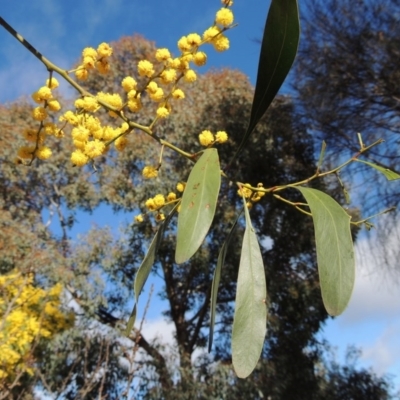 Acacia pycnantha (Golden Wattle) at Chisholm, ACT - 6 Sep 2017 by MichaelBedingfield