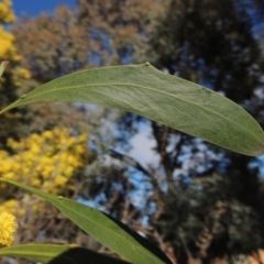 Acacia pycnantha at Chisholm, ACT - 6 Sep 2017