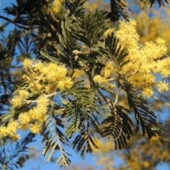 Acacia dealbata (Silver Wattle) at Molonglo River Reserve - 10 Sep 2017 by michaelb