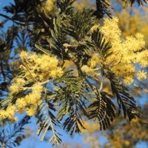 Acacia dealbata at Molonglo River Reserve - 10 Sep 2017 06:45 PM