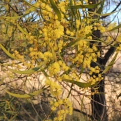 Acacia rubida (Red-stemmed Wattle, Red-leaved Wattle) at Molonglo Valley, ACT - 10 Sep 2017 by MichaelBedingfield