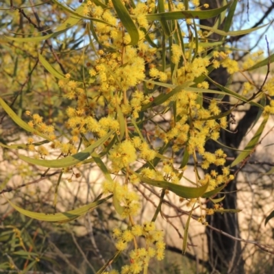 Acacia rubida (Red-stemmed Wattle, Red-leaved Wattle) at Molonglo Valley, ACT - 10 Sep 2017 by MichaelBedingfield