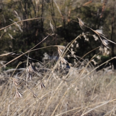 Themeda triandra (Kangaroo Grass) at Molonglo Valley, ACT - 10 Sep 2017 by MichaelBedingfield