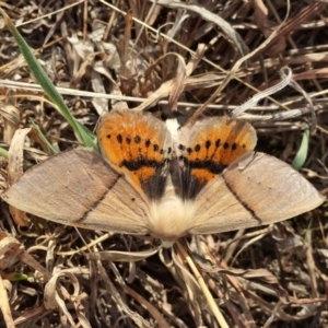 Gastrophora henricaria at Googong, NSW - 12 Sep 2017 09:26 AM