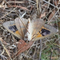 Gastrophora henricaria at Googong, NSW - 12 Sep 2017 09:26 AM