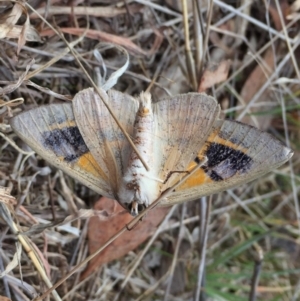 Gastrophora henricaria at Googong, NSW - 12 Sep 2017 09:26 AM