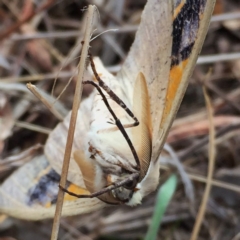 Gastrophora henricaria at Googong, NSW - 12 Sep 2017 09:26 AM