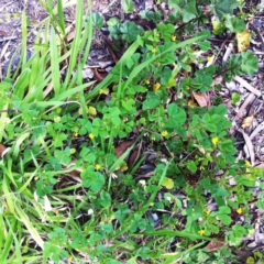 Medicago polymorpha (Burr Medic) at Hughes, ACT - 11 Sep 2017 by ruthkerruish