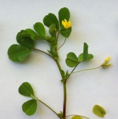 Medicago polymorpha at Hughes, ACT - 11 Sep 2017