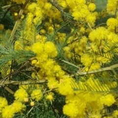 Acacia decurrens (Green Wattle) at Jerrabomberra, ACT - 12 Sep 2017 by Mike