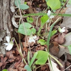 Viola odorata (Sweet Violet, Common Violet) at Isaacs Ridge and Nearby - 12 Sep 2017 by Mike