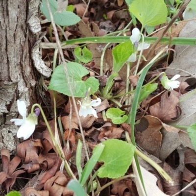 Viola odorata (Sweet Violet, Common Violet) at Isaacs Ridge and Nearby - 12 Sep 2017 by Mike