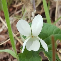 Viola odorata at Jerrabomberra, ACT - 12 Sep 2017 11:16 AM