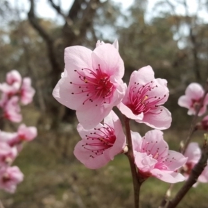 Prunus persica at Jerrabomberra, ACT - 12 Sep 2017