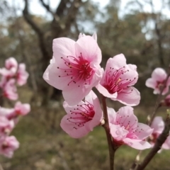 Prunus persica (Peach, Nectarine) at Jerrabomberra, ACT - 12 Sep 2017 by Mike