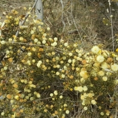 Acacia ulicifolia (Prickly Moses) at Jerrabomberra, ACT - 12 Sep 2017 by Mike