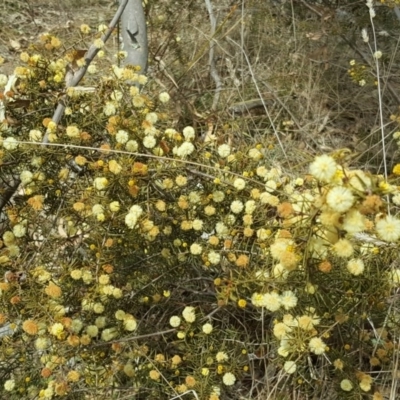 Acacia ulicifolia (Prickly Moses) at Jerrabomberra, ACT - 12 Sep 2017 by Mike