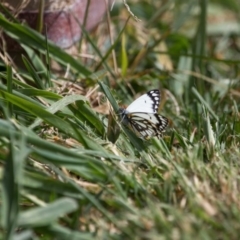 Belenois java at Murrumbateman, NSW - 12 Sep 2017