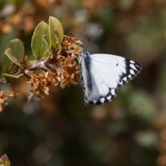 Belenois java at Murrumbateman, NSW - 12 Sep 2017