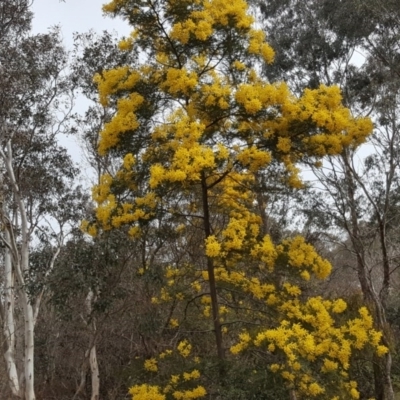 Acacia decurrens (Green Wattle) at Jerrabomberra, ACT - 12 Sep 2017 by Mike