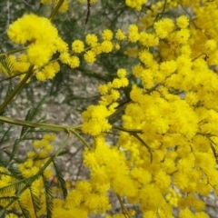 Acacia decurrens at Isaacs Ridge - 12 Sep 2017