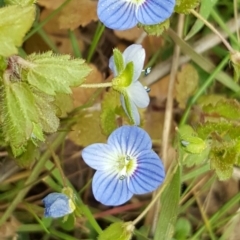 Veronica persica (Creeping Speedwell) at Isaacs Ridge and Nearby - 12 Sep 2017 by Mike