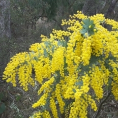 Acacia baileyana (Cootamundra Wattle, Golden Mimosa) at Isaacs Ridge and Nearby - 12 Sep 2017 by Mike