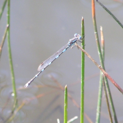 Austrolestes leda (Wandering Ringtail) at Mount Taylor - 12 Sep 2017 by MatthewFrawley