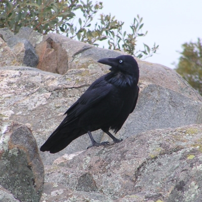 Corvus coronoides (Australian Raven) at Mount Taylor - 12 Sep 2017 by MatthewFrawley