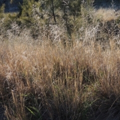 Eragrostis curvula (African Lovegrass) at Molonglo River Reserve - 10 Sep 2017 by michaelb