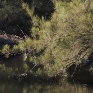 Casuarina cunninghamiana subsp. cunninghamiana at Molonglo River Reserve - 10 Sep 2017