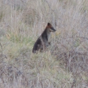 Wallabia bicolor at Molonglo River Reserve - 10 Sep 2017 07:40 PM