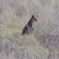 Wallabia bicolor (Swamp Wallaby) at Molonglo River Reserve - 10 Sep 2017 by michaelb