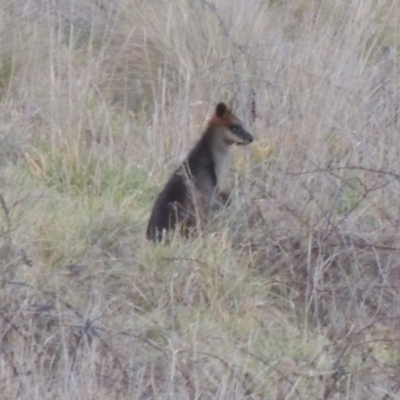 Wallabia bicolor (Swamp Wallaby) at Molonglo Valley, ACT - 10 Sep 2017 by michaelb