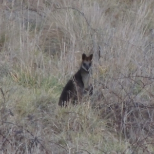 Wallabia bicolor at Molonglo River Reserve - 10 Sep 2017 07:40 PM