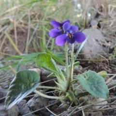 Viola odorata (Sweet Violet, Common Violet) at Molonglo Valley, ACT - 10 Sep 2017 by michaelb