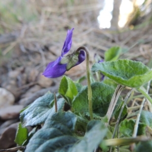 Viola odorata at Molonglo River Reserve - 10 Sep 2017 06:11 PM