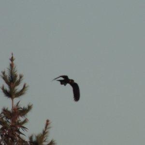 Zanda funerea at Molonglo River Reserve - 10 Sep 2017 07:20 PM