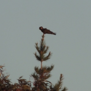 Zanda funerea at Molonglo River Reserve - 10 Sep 2017 07:20 PM