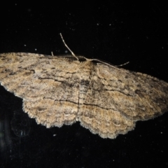 Ectropis (genus) (An engrailed moth) at Pollinator-friendly garden Conder - 11 Sep 2017 by michaelb