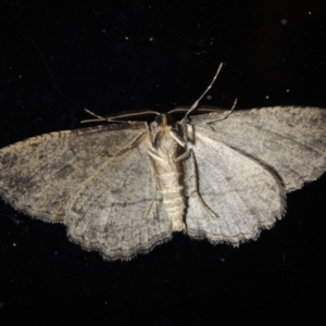 Ectropis (genus) at Conder, ACT - 11 Sep 2017