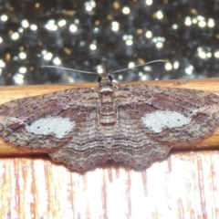 Chloroclystis filata (Filata Moth, Australian Pug Moth) at Pollinator-friendly garden Conder - 10 Sep 2017 by michaelb