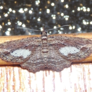 Chloroclystis filata at Conder, ACT - 10 Sep 2017 09:29 PM