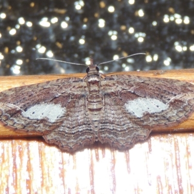 Chloroclystis filata (Filata Moth, Australian Pug Moth) at Pollinator-friendly garden Conder - 10 Sep 2017 by michaelb