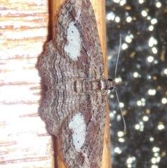 Chloroclystis filata at Conder, ACT - 10 Sep 2017