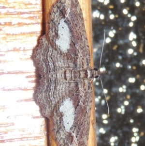 Chloroclystis filata at Conder, ACT - 10 Sep 2017 09:29 PM