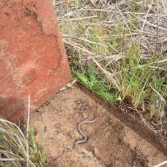 Aprasia parapulchella (Pink-tailed Worm-lizard) at Molonglo River Reserve - 13 Sep 2017 by RichardMilner